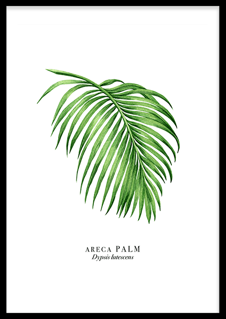 Palm Leaf Poster