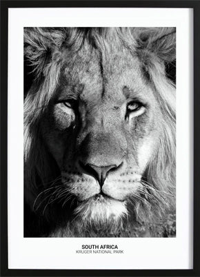 Proud Lion Poster