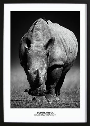 Rhino Poster