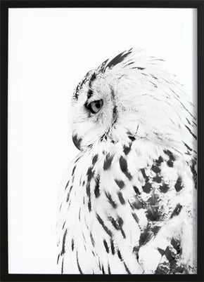 Owl Poster